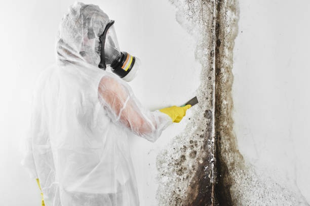 Best Residential Mold Remediation in Blue Bell, PA