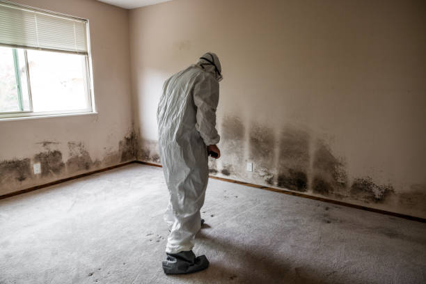 Reliable Blue Bell, PA Mold Remediation Solutions