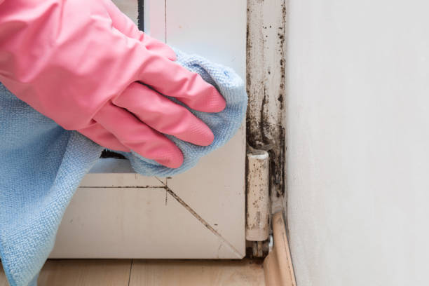 Best Black Mold Remediation in Blue Bell, PA